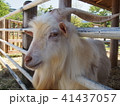 山羊 41437057