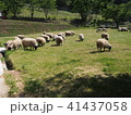 羊の放牧 41437058