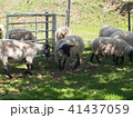 ヒツジ 41437059