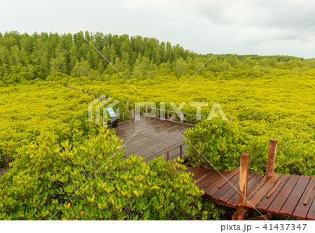 Tung Prong Thong 41437347