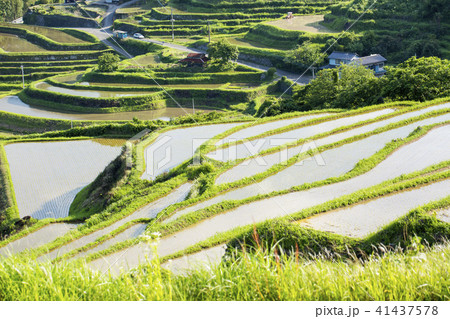 別府内成の棚田 41437578