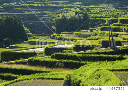 別府内成の棚田 別府内成の棚田 41437591