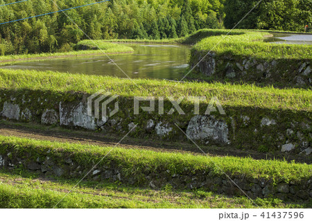 別府内成の棚田 別府内成の棚田 41437596