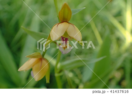 カキランの開花 41437616