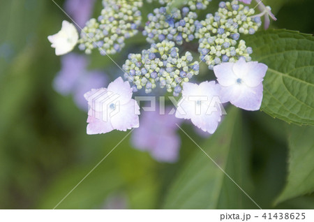紫陽花 紫陽花 41438625