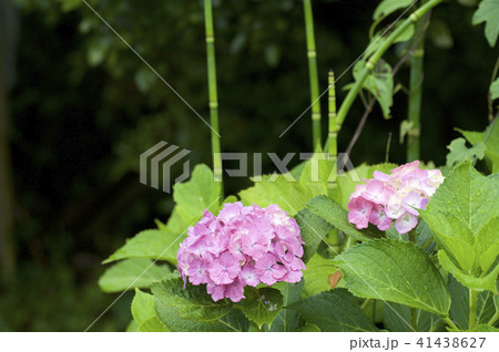 ピンクの紫陽花1 ピンクの紫陽花1 41438627