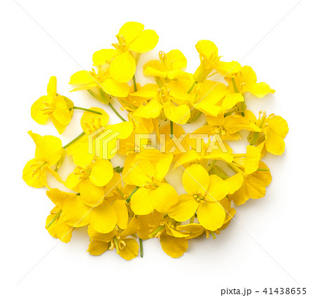Rapeseed Flowers Isolated on White Background 41438655