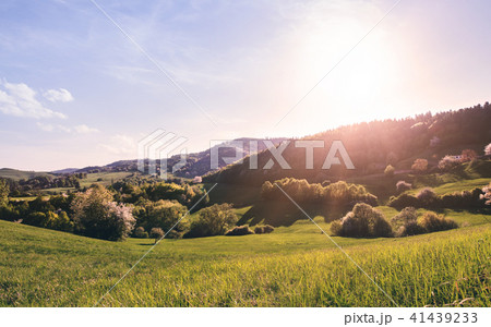 Panoramic view of landscape of meadows and woodland. Sunset in nature. 41439233