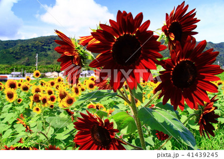 ひまわり大野原（京都市　西京区）に咲くひまわり＜ブラッドレッド＞ 41439245