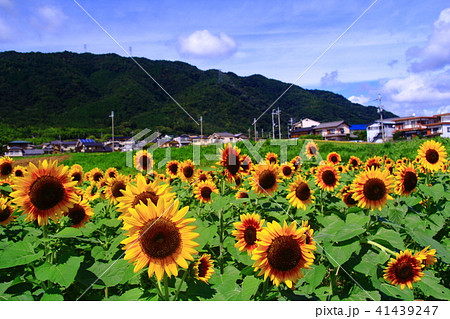 ひまわり大野原（京都市　西京区）に咲くひまわり 41439247