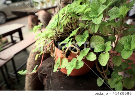 Peppermint plant in nature Peppermint plant in nature 41439699
