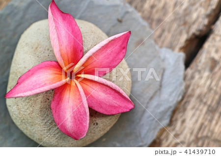 Tropical flowers pink frangipani 41439710