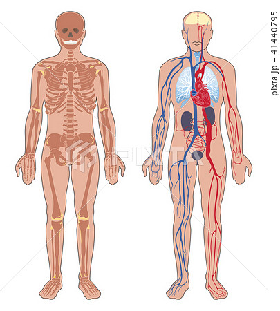 Schematic of the whole body structure definition with rigid body