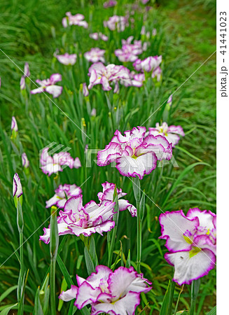 菖蒲 41441023