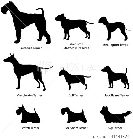 Dog set. Terrier Dog breed. Pet silhouette signs 41441326