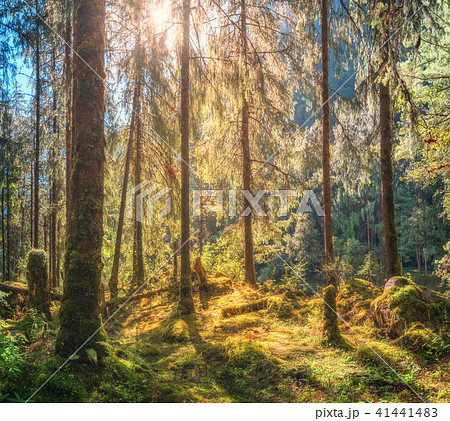 Forest with green trees at sunset in summer Forest with green trees at sunset in summer 41441483