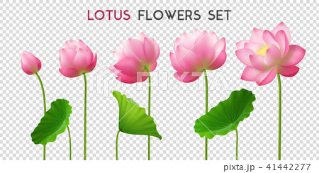 Lotus Flowers Realistic Set のイラスト素材