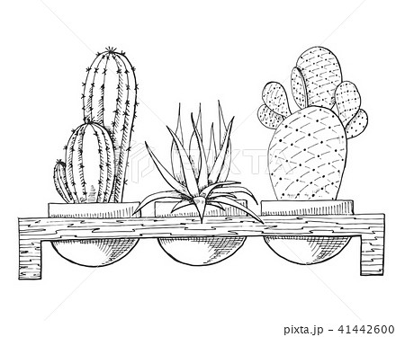 Sketch of three succulents in pots 41442600