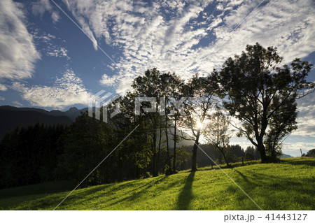 Trees near Annaberg im Lammertal Trees near Annaberg im Lammertal 41443127