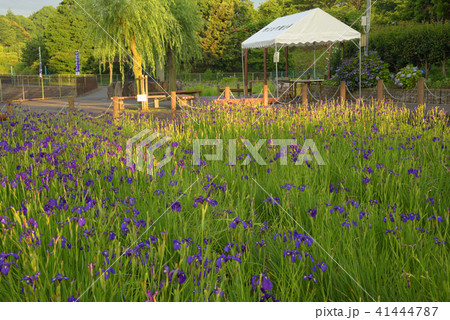 はなかつみ 41444787