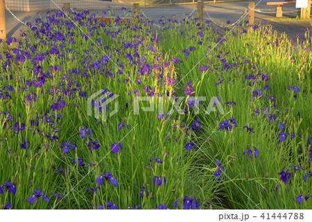 はなかつみ 41444788