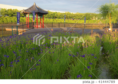 はなかつみ 41444789