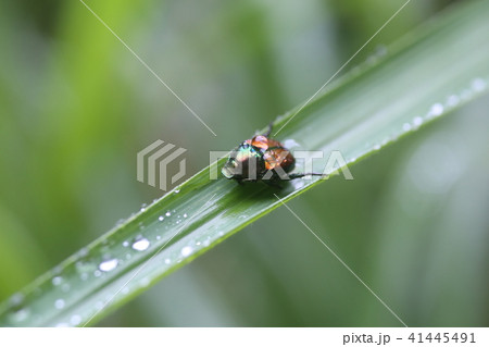 マメコガネ 41445491