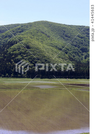 水田 水田 41445683