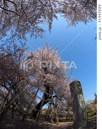 石戸蒲桜 石戸蒲桜 41445684