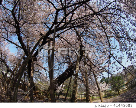 石戸蒲桜 石戸蒲桜 41445685