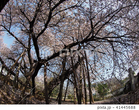 石戸蒲桜 石戸蒲桜 41445688