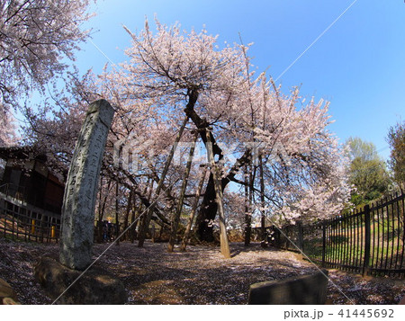 石戸蒲桜 石戸蒲桜 41445692