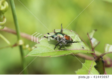 マメコガネ 41445697