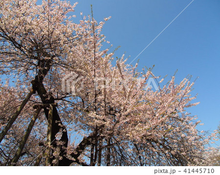 石戸蒲桜 石戸蒲桜 41445710