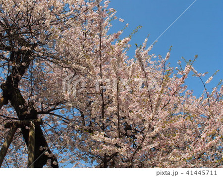 石戸蒲桜 41445711