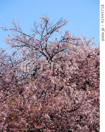 石戸蒲桜 石戸蒲桜 41445718