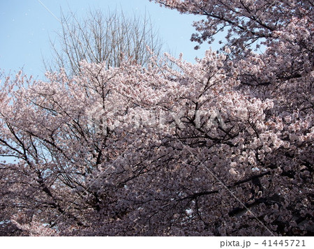 石戸蒲桜 41445721