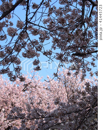 石戸蒲桜 石戸蒲桜 41445723