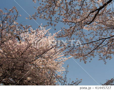 石戸蒲桜 41445727