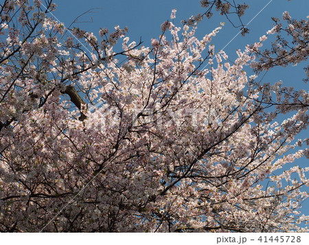 石戸蒲桜 石戸蒲桜 41445728