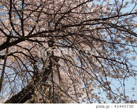 石戸蒲桜 石戸蒲桜 41445730