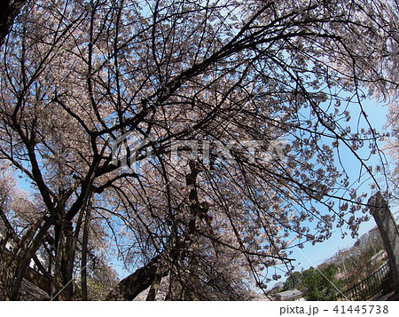 石戸蒲桜 41445738