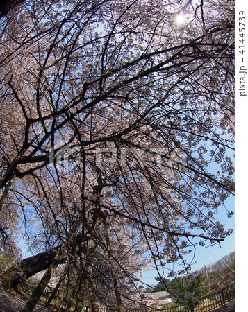 石戸蒲桜 41445739