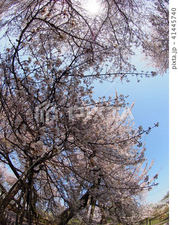 石戸蒲桜 石戸蒲桜 41445740