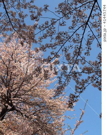 石戸蒲桜 41445744