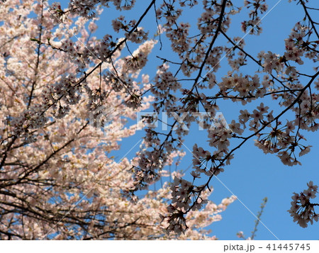 石戸蒲桜 石戸蒲桜 41445745