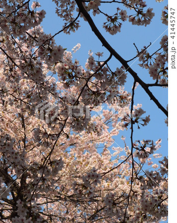 石戸蒲桜 石戸蒲桜 41445747