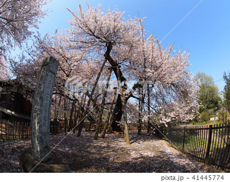 石戸蒲桜 石戸蒲桜 41445774