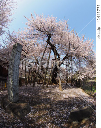 石戸蒲桜 41445775