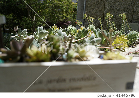 コンテナガーデン ガーデニング 一戸建て 園芸 コンテナガーデン ガーデニング 一戸建て 園芸 41445796